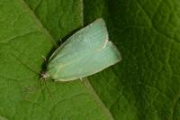 Tortrix viridana