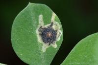 Leucoptera coronillae
