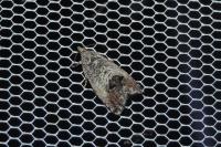 Cydia splendana