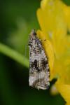 Celypha lacunana