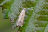 Coptotriche marginea