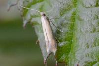 Coptotriche marginea