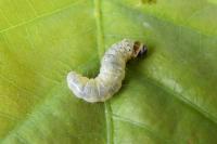 Archips xylosteana