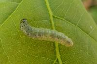 Tortrix viridana