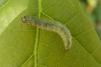Tortrix viridana