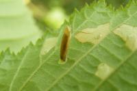 Coleophora serratella