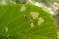 Coleophora serratella