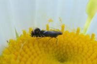 Glyphipterix simpliciella