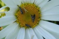 Glyphipterix simpliciella