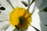 Glyphipterix simpliciella