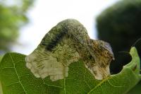 Dyseriocrania subpurpurella