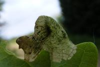 Dyseriocrania subpurpurella