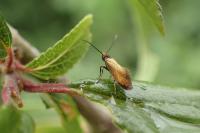 Micropterix calthella