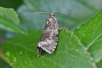 Celypha lacunana