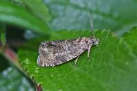 Celypha lacunana