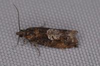 Epinotia immundana