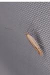 Aspilapteryx tringipennella