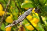 Coleophora calycotomella