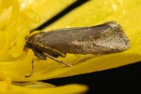 Glyphipterix fuscoviridella