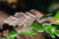 Coleophora juncicolella