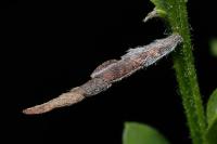 Coleophora calycotomella