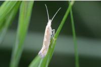 Plutella xylostella