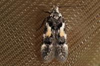 Teleiodes luculella