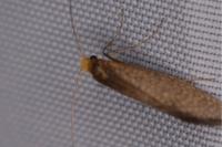 Nematopogon