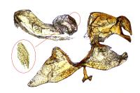 Pleurota proteella