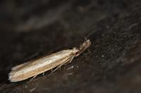 Pleurota proteella