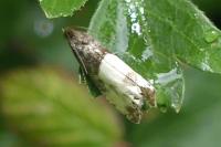Notocelia roborana