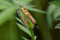 Olethreutes arcuella