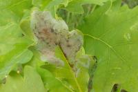 Acrocercops brongniardella