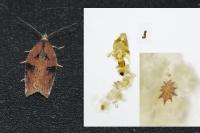 Acleris hastiana