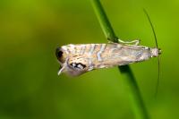 Glyphipterix thrasonella