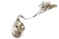 Argyresthia trifasciata