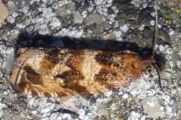Celypha cespitana