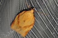 Clepsis consimilana