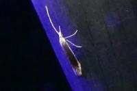 Coleophora albella