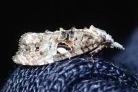 Phtheochroa rugosana