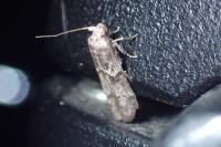 Blastobasis glandulella