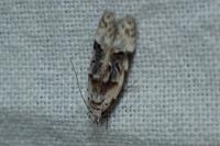 Altenia scriptella