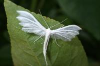 Pterophorus pentadactylus
