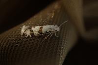 Scythropia crataegella