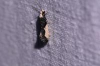 Monopis monachella
