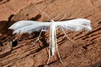 Pterophorus pentadactylus