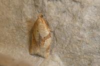 Clepsis consimilana