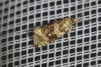 Celypha lacunana