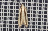 Mirificarma interrupta