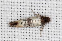 Phtheochroa cymatodana
